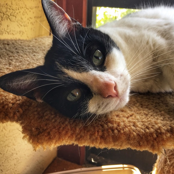 Posh Ambassador💋 Angela 🧜🏻‍♀️ - Picture 4 of 15